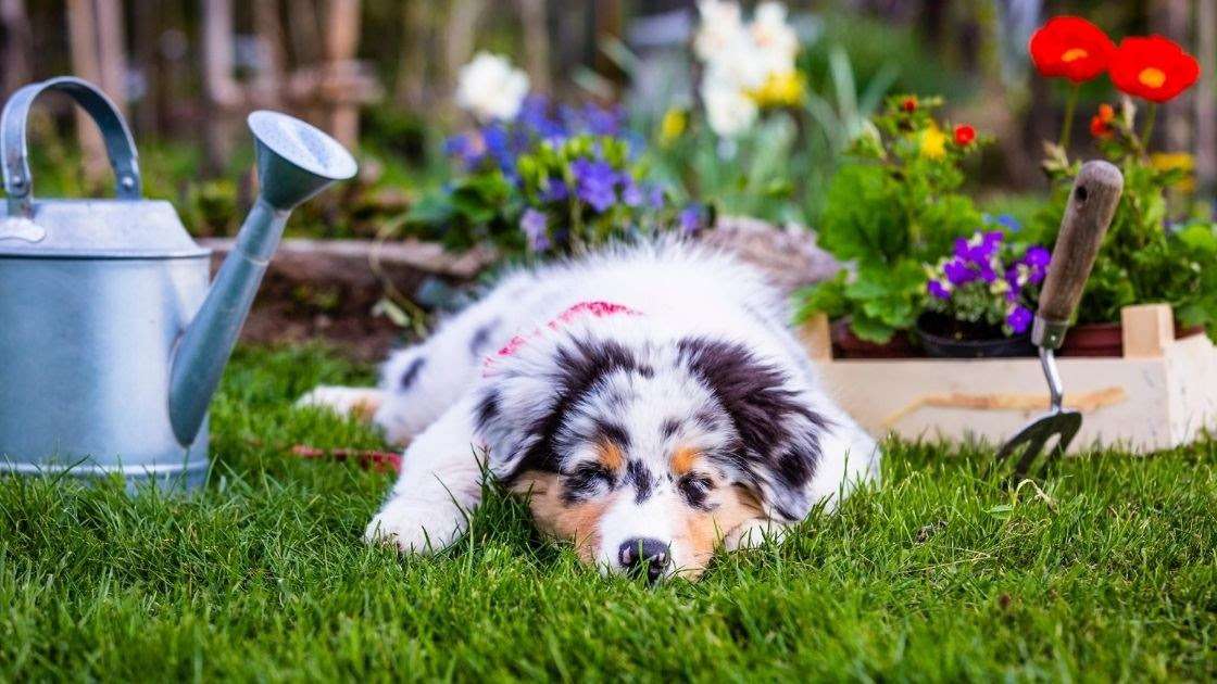 20 Questions About Australian Shepherds - Talk to Dogs