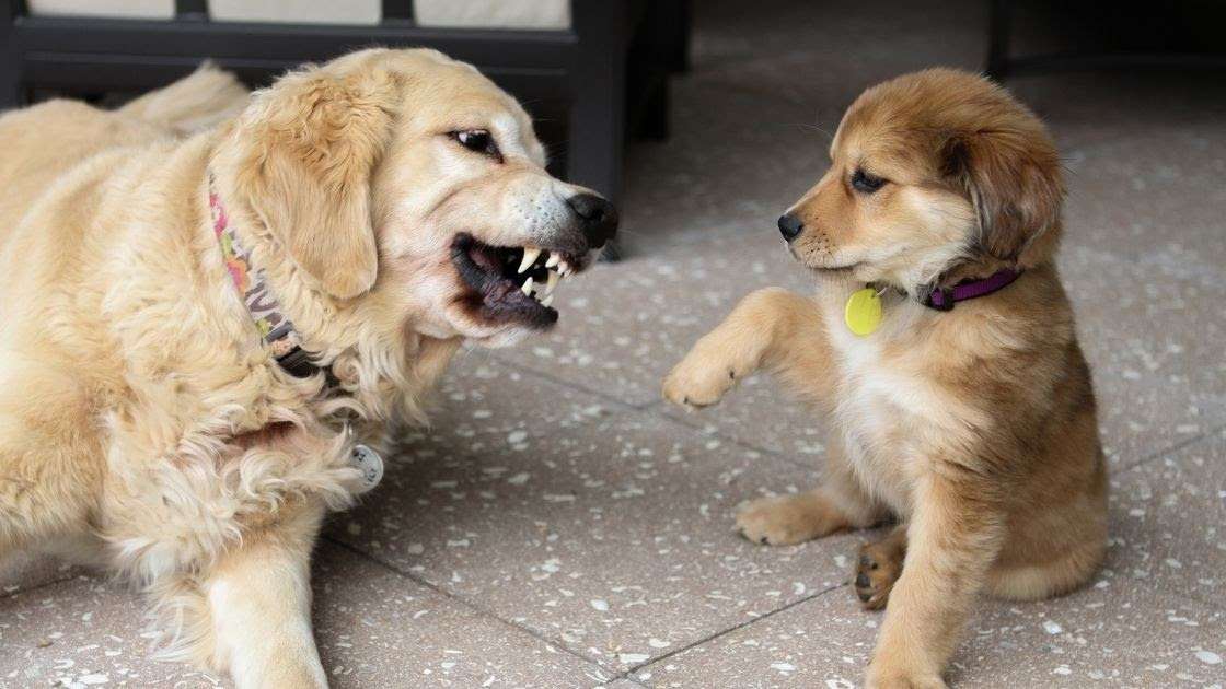 Can Golden Retrievers be Aggressive