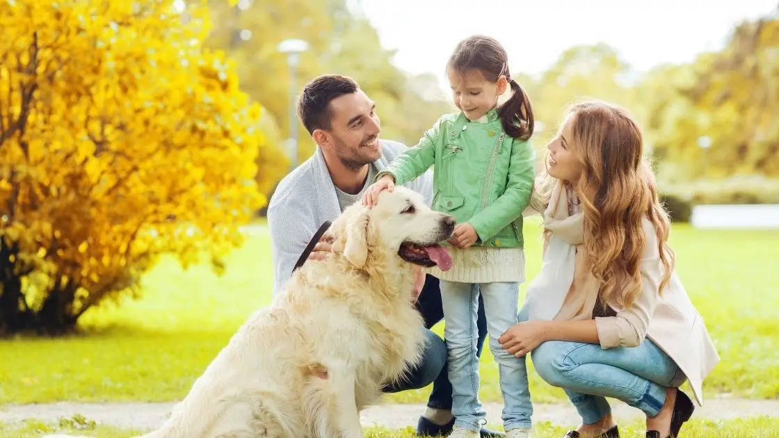 How To Introduce a Golden Retriever to a House with Young Children