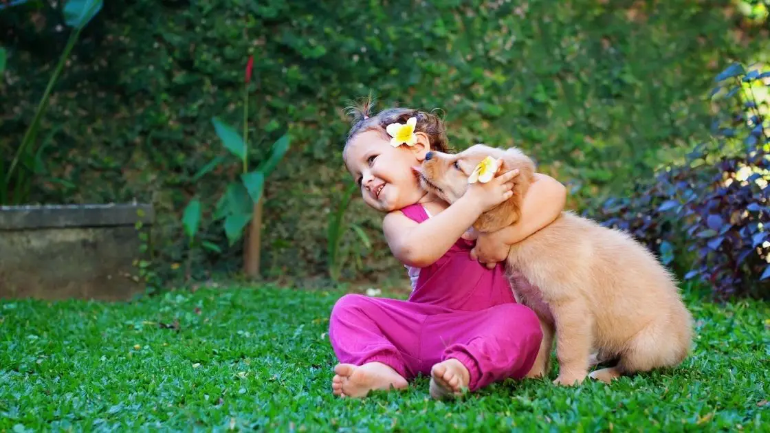 How are Golden Retrievers with Toddlers & Babies