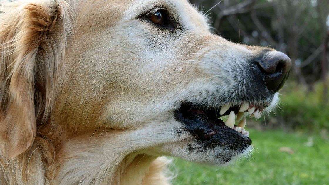 How to Recognize the Signs of Aggression In Golden Retrievers