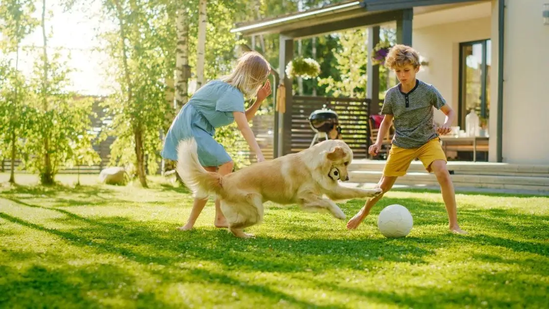 How to Train Your Golden Retriever to be Friendly with Kids