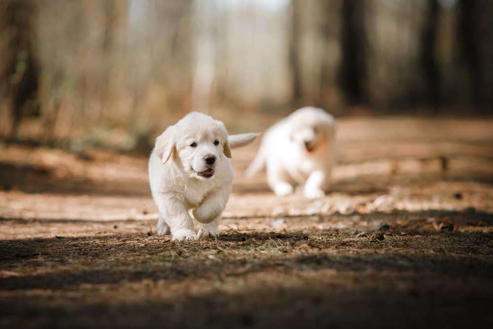 How To Prevent Aggression In Golden Retrievers