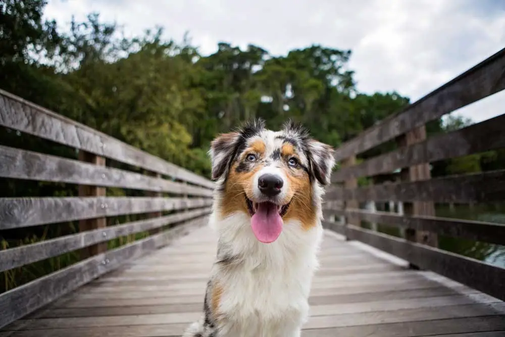 Tail docking for Australian shepherds is considered a breed standard