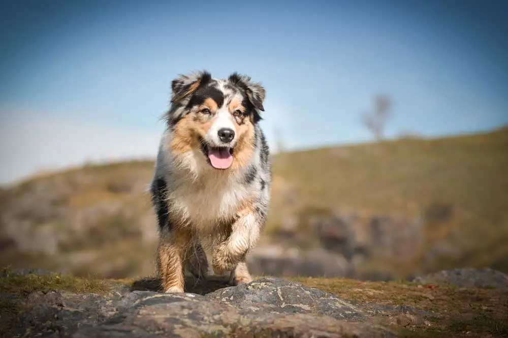 Should you dock your Aussie's tail