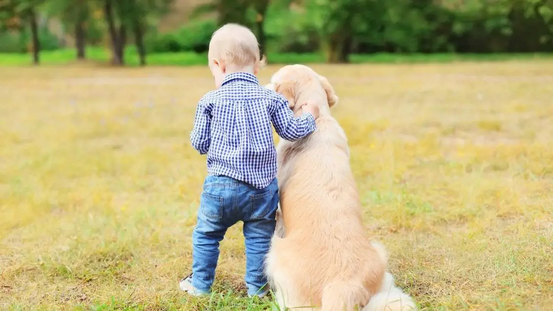 What Makes Your Golden Retrievers Good with Kids