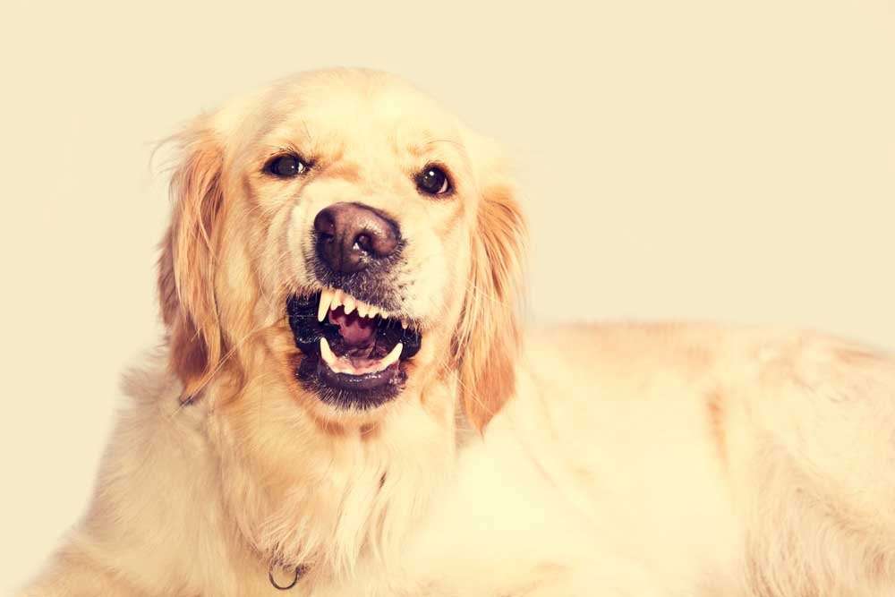 What To Do If Your Golden Retriever Is Aggressive