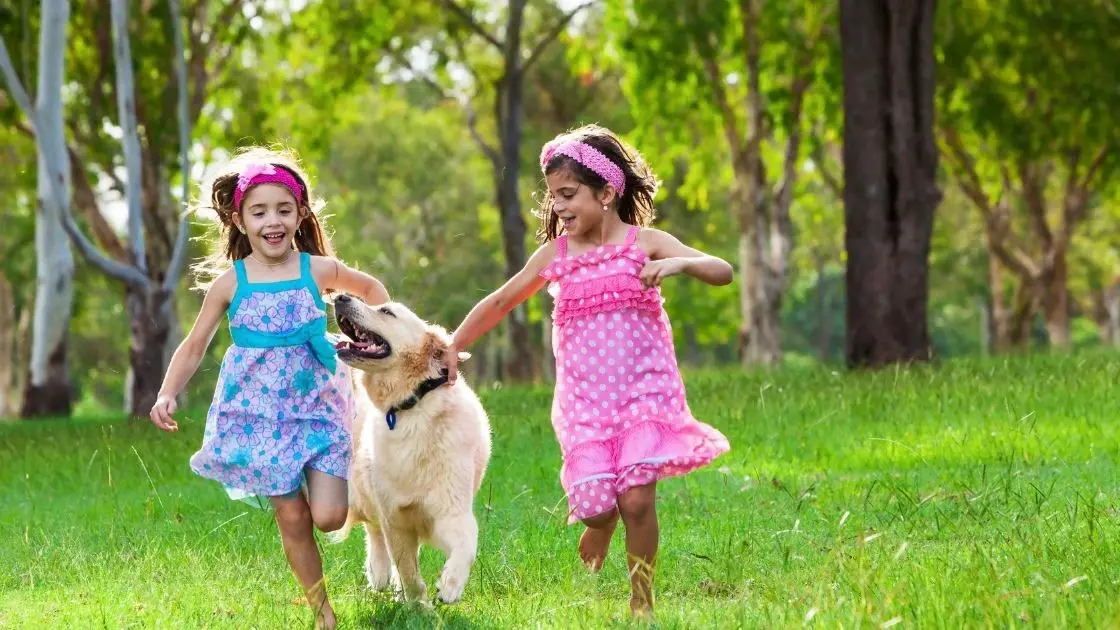 Why Is a Golden Retriever a Great Choice for Families