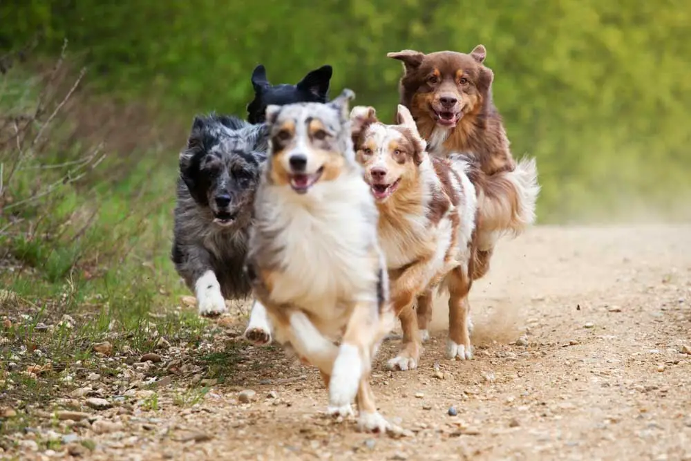 Why do people dock their Aussie Shepherd's tails?