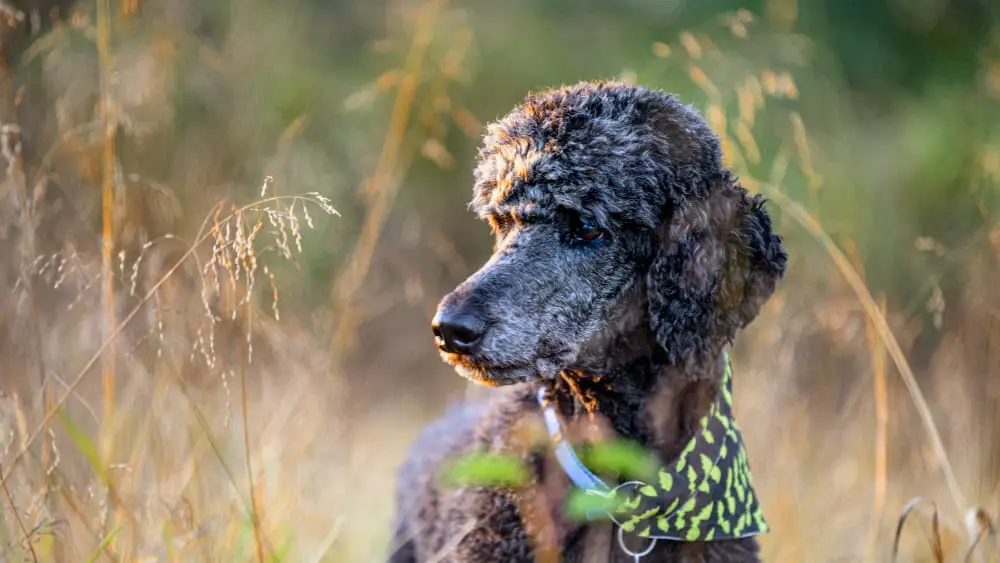 Are Poodles Easy to Train to Hunt