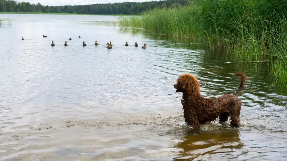 Are Poodles Hunting Dogs