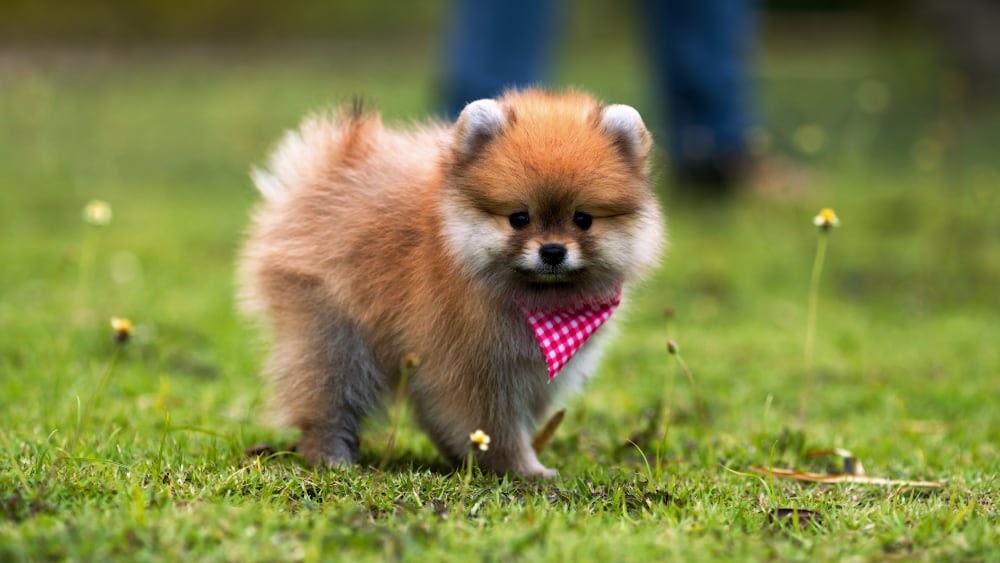 Cute Pomeranian Puppy with Scarf
