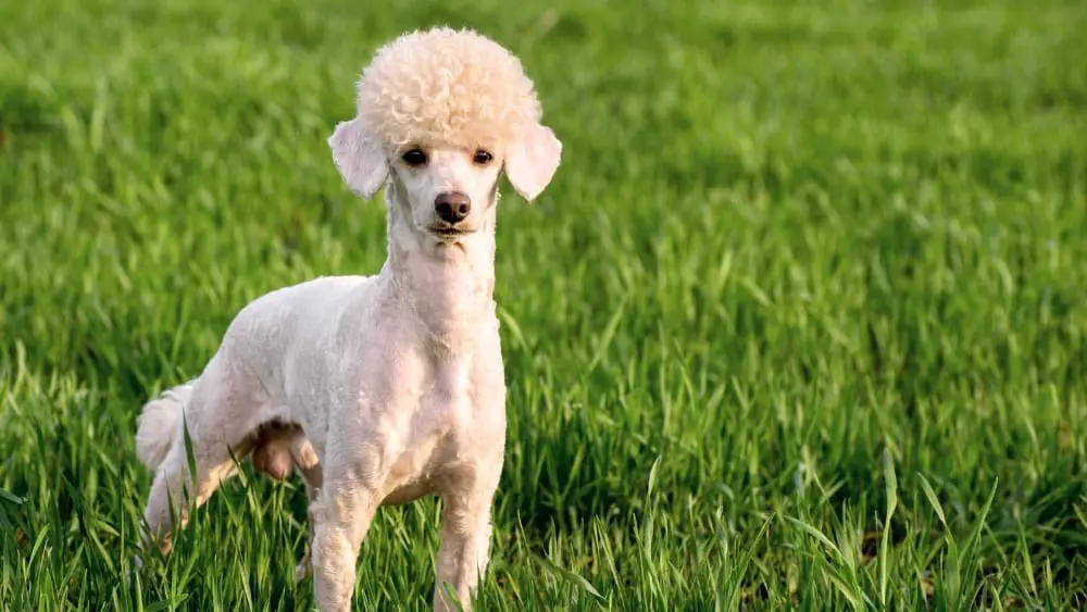 Do Poodles Have the Right Temperament for Hunting