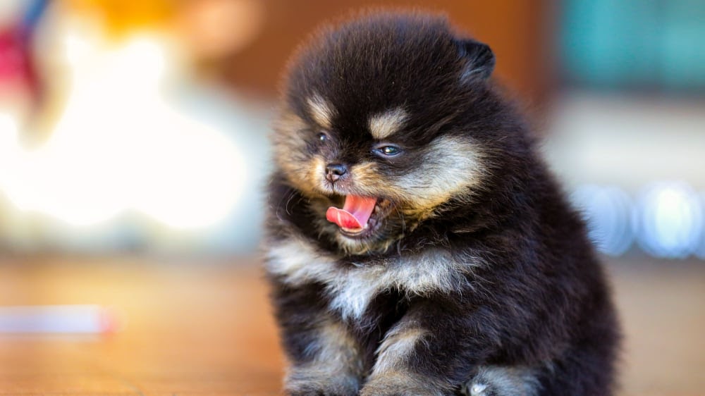 Fluffy Pomeranian Yawning