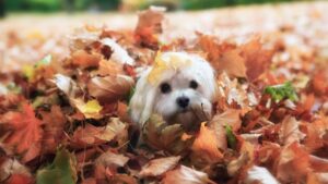 Funny Havanese Puppy in the Leaves