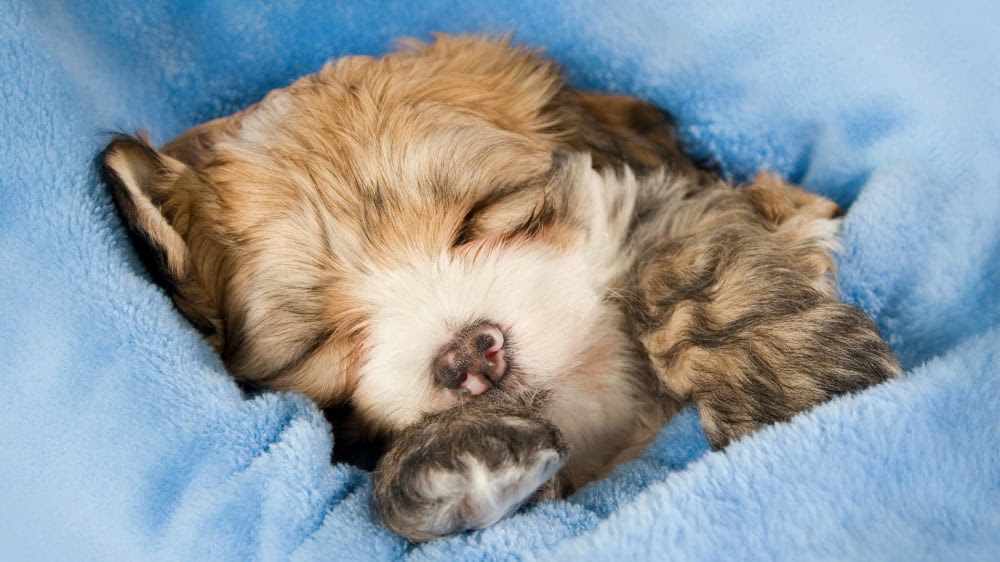 Havanese Puppy Fast Asleep