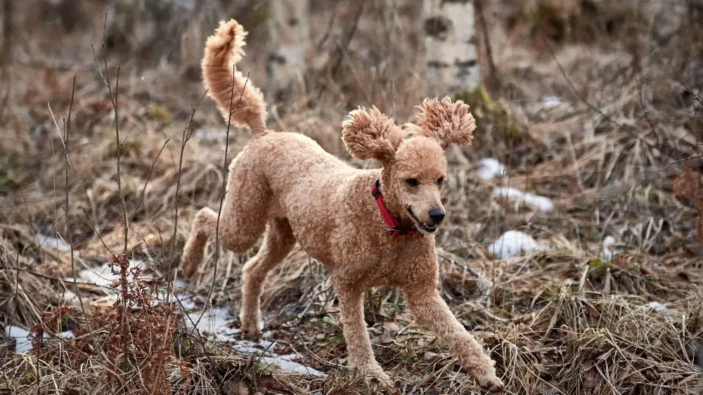 The Basics of Training a Poodle to Hunt