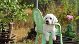 Funny Lab Relaxing