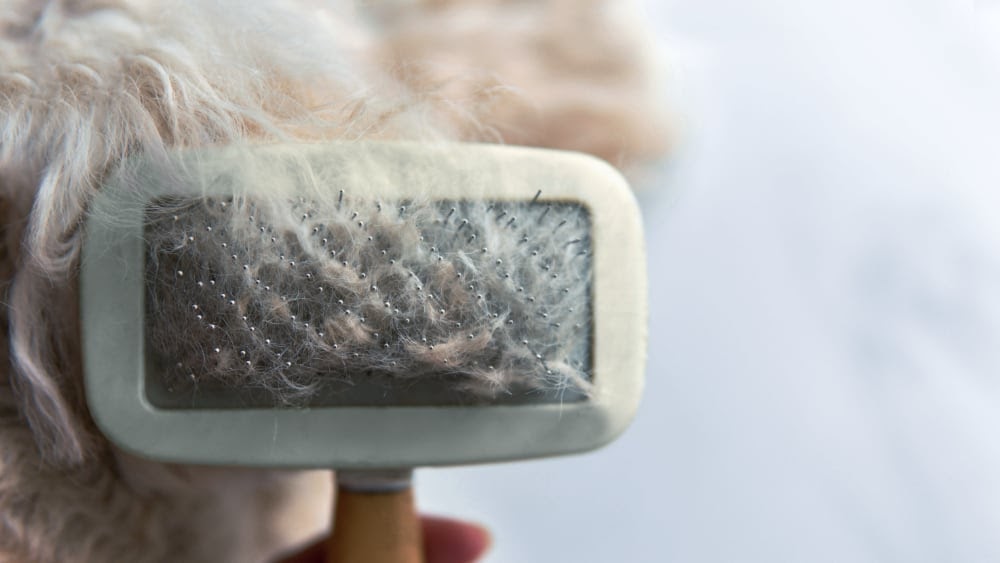 The Truth About Poodles and Shedding