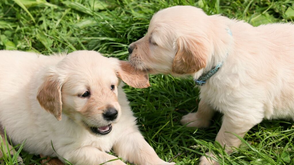 At what age do golden retriever puppies stop biting