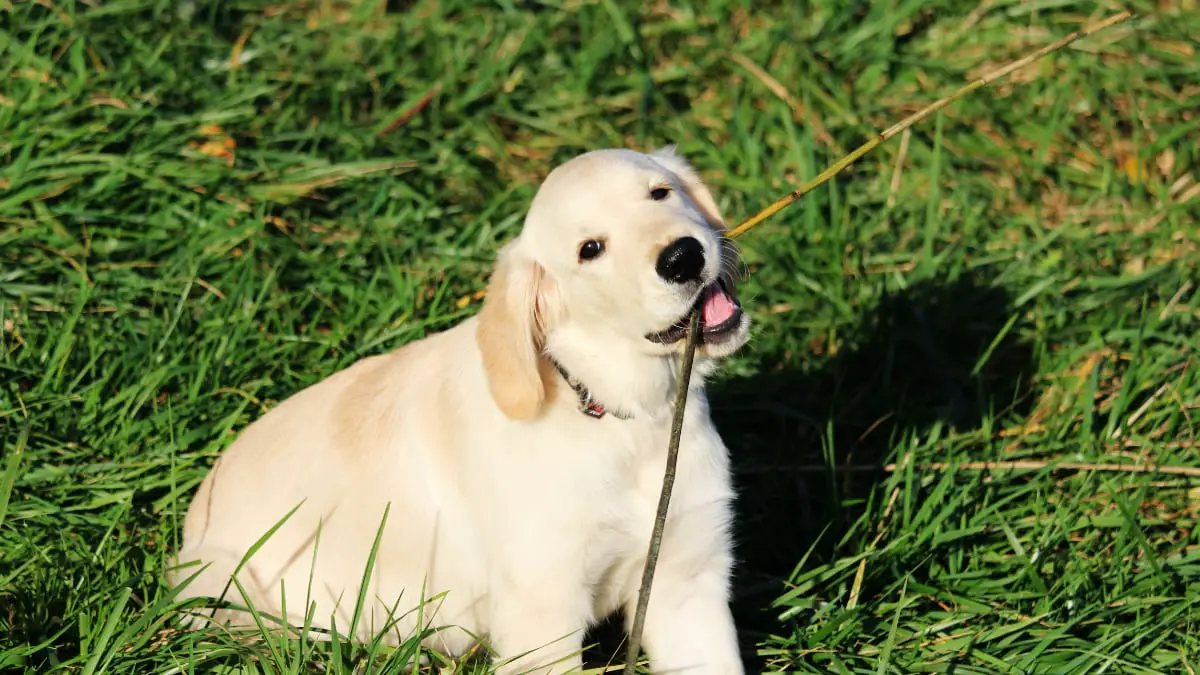 Do Golden Retrievers Bite - Talk to Dogs