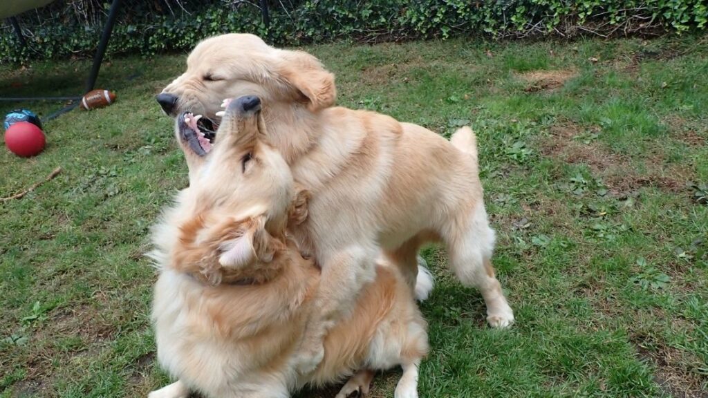 Are Golden Retrievers aggressive to other dogs