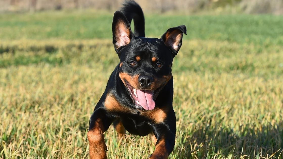 Are Rottweilers good for jogging? Talk to Dogs
