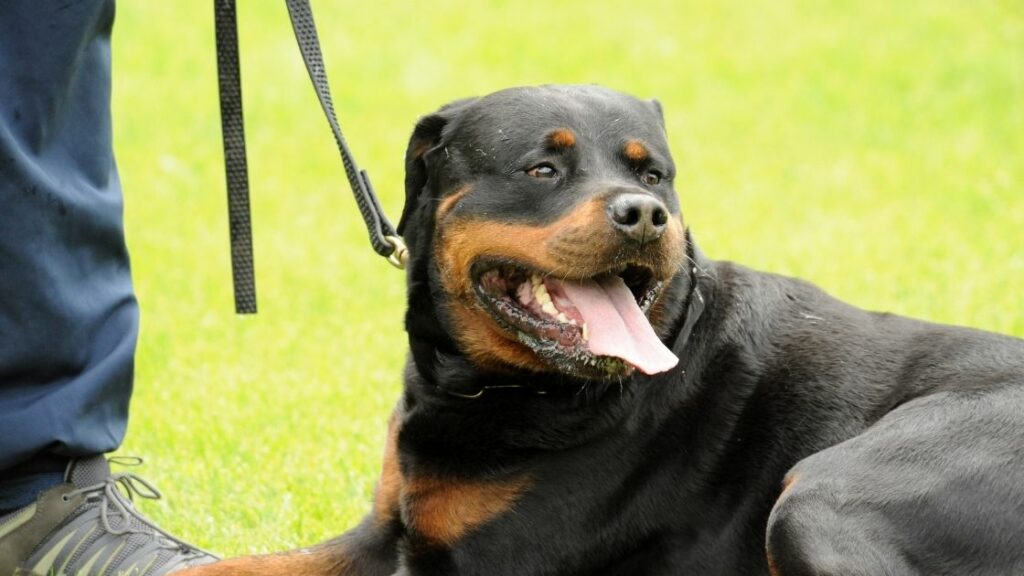 Are Rottweilers suitable for walking