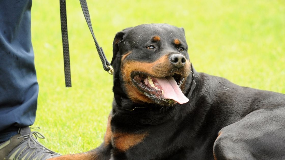 Can Rottweilers go on long walks? Here are a few tips. Talk to Dogs