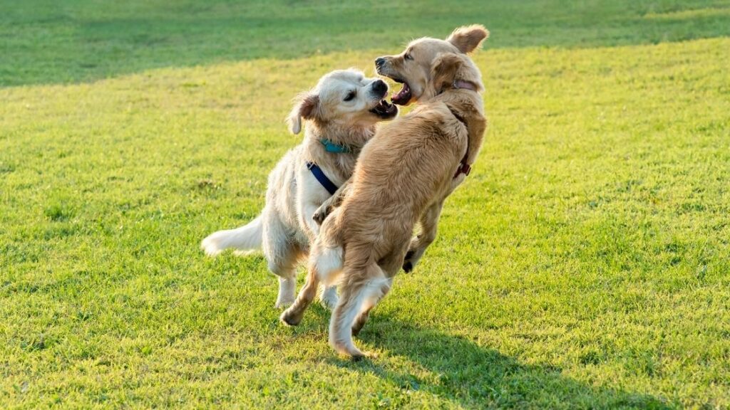 Can Golden Retrievers be aggressive to other dogs