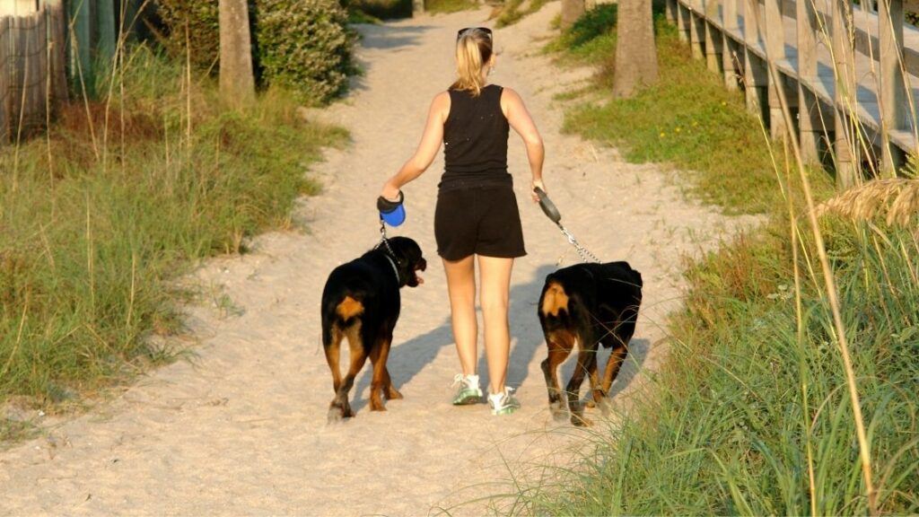 Can Rottweilers go on long walks