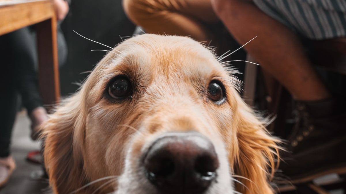 Golden Retriever Aggressive Behavior Stop the Destruction Talk to Dogs