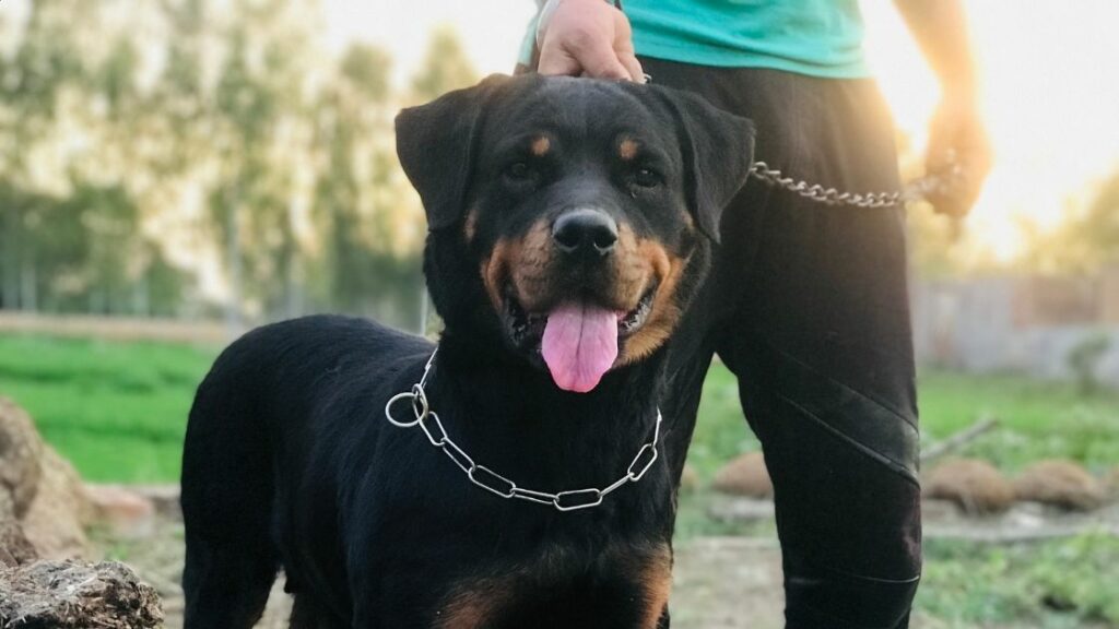 Can you jog with Rottweilers