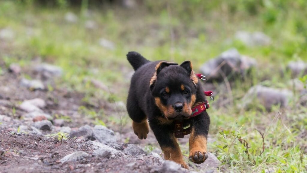 Can you run with a Rottweiler