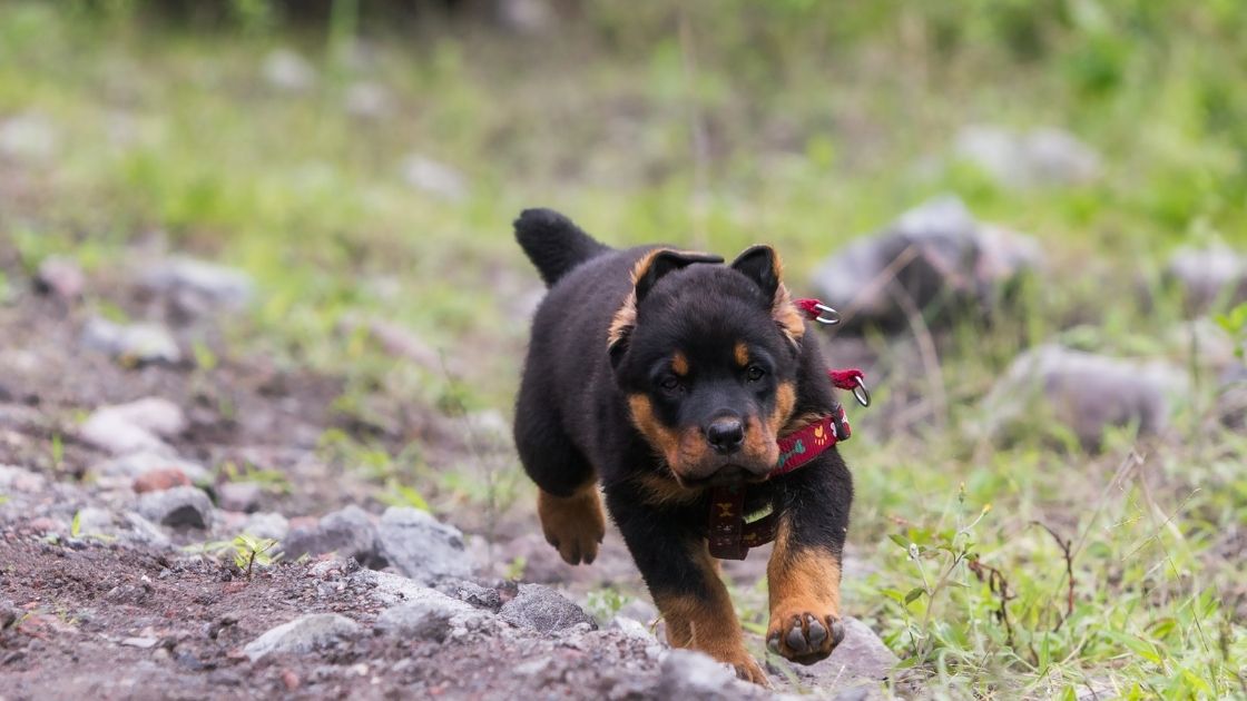 How far can a Rottweiler run? Talk to Dogs