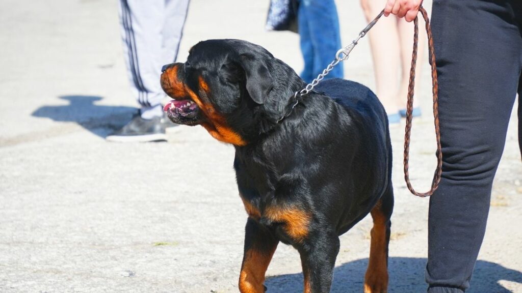 Can you take Rottweilers on long walks