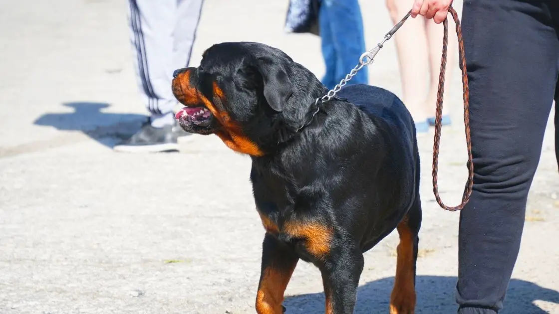 Can Rottweilers go on long walks? Here are a few tips. Talk to Dogs