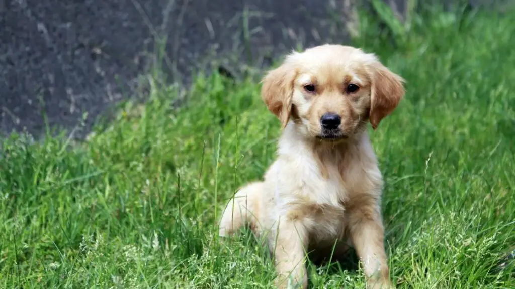 Do Golden Retrievers do well with strangers