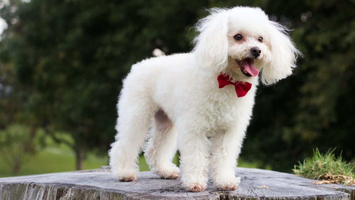 Do Poodles Shed Their Puppy Coat? Talk to Dogs