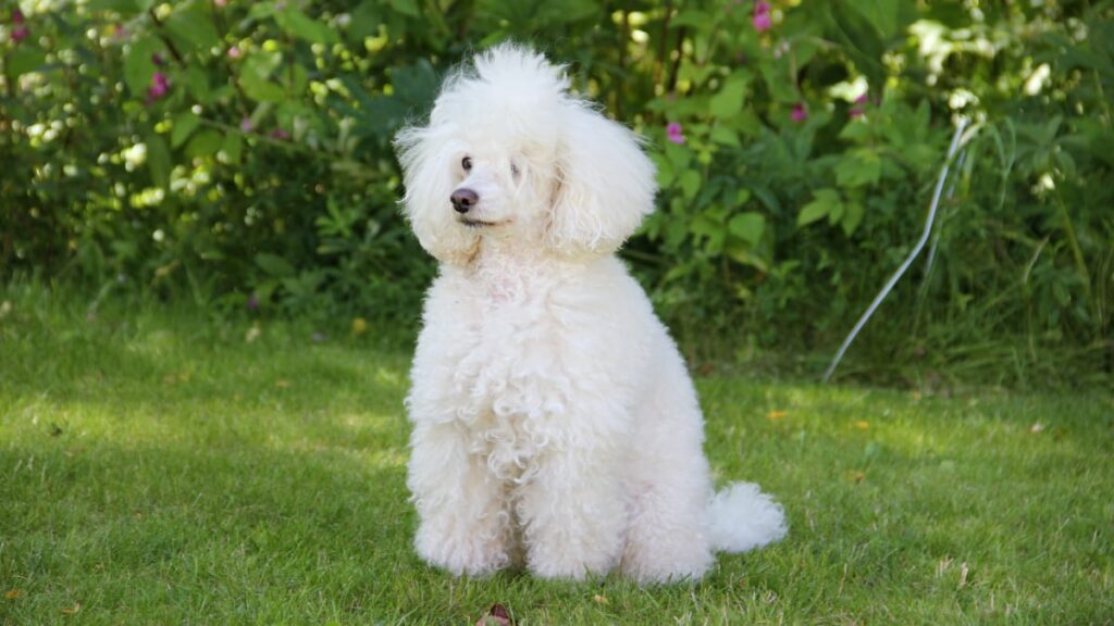 Does Poodle puppy hair shed