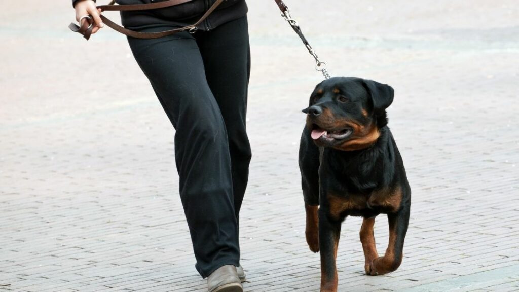 How far should you walk a Rottweiler