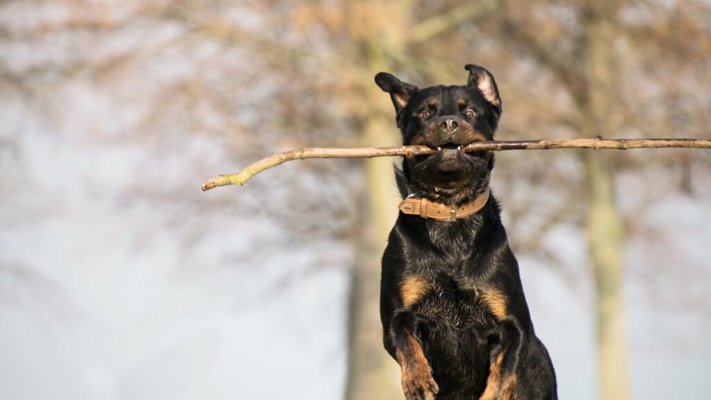 How much exercise do Rottweilers need a day