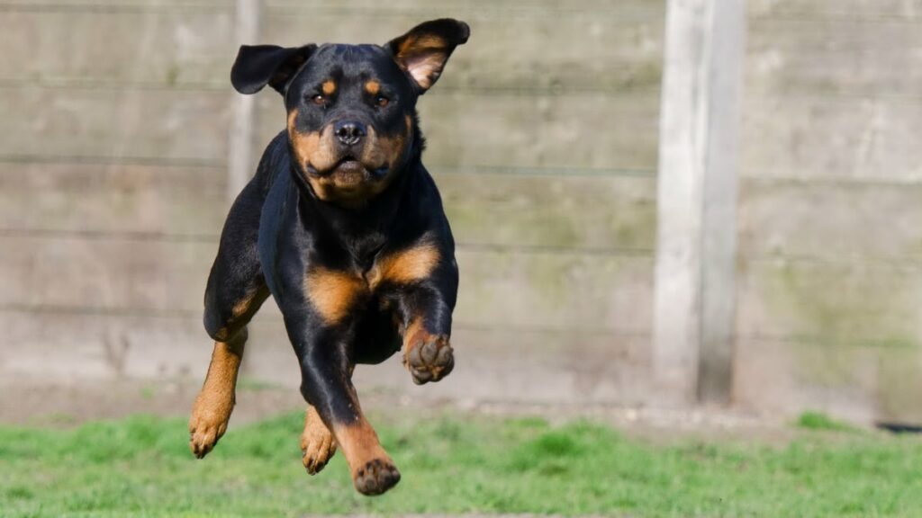 How much running does a Rottweiler need