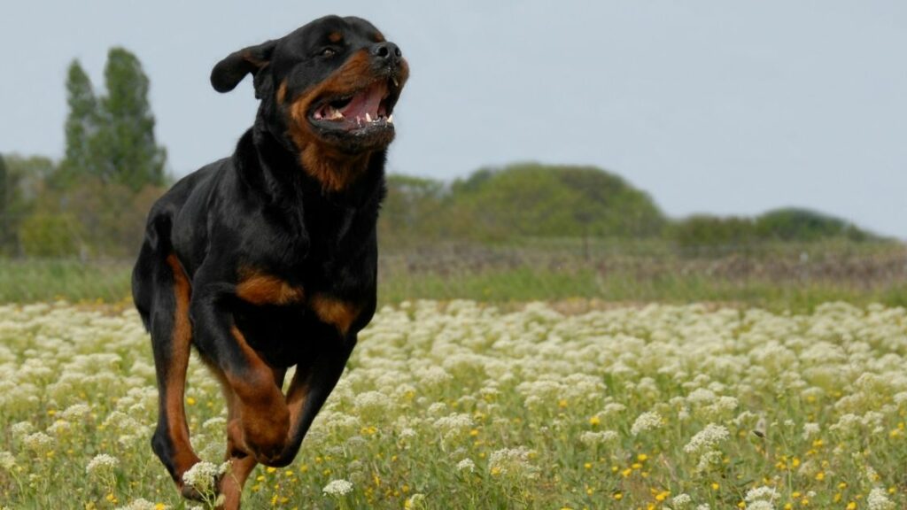 How much running does a Rottweiler need?