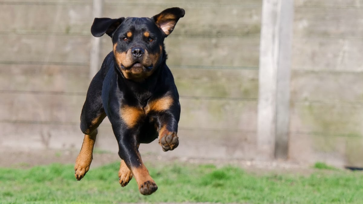 Are Rottweilers good for jogging? - Talk to Dogs