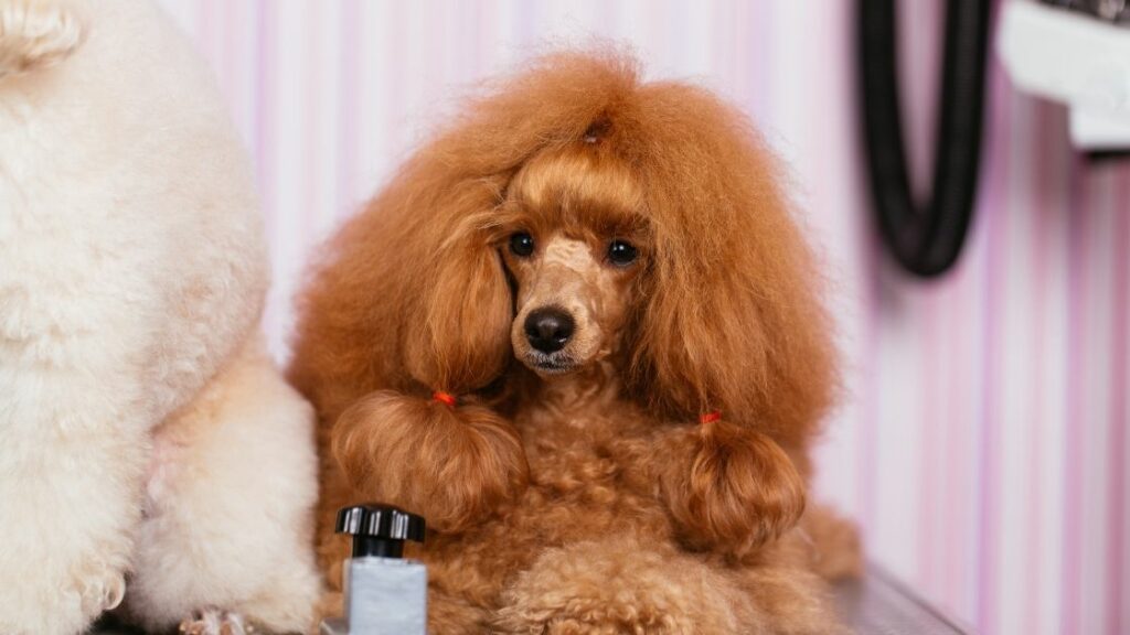 How often should you groom a poodle puppy