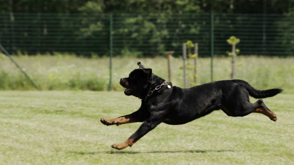 Is running bad for Rottweilers