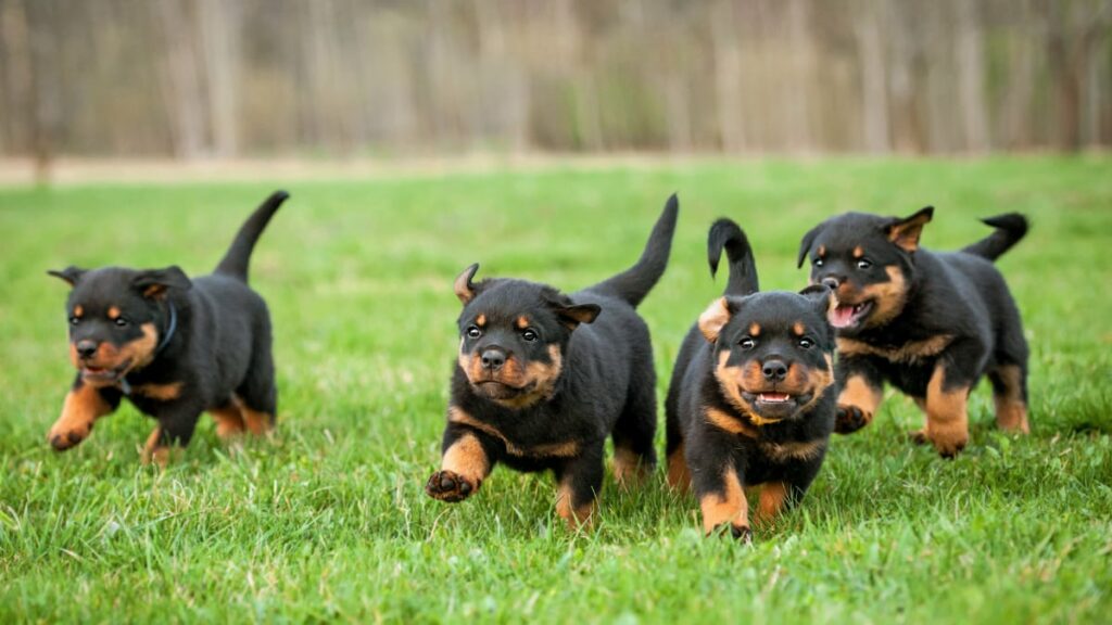 Rottweiler Puppies Running