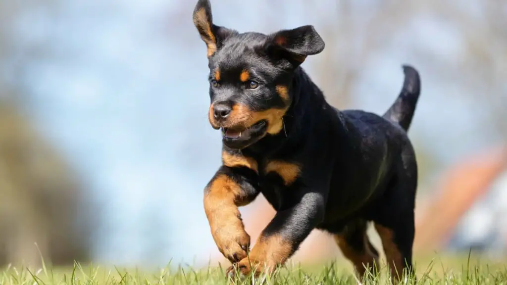 Rottweiler Puppy Running