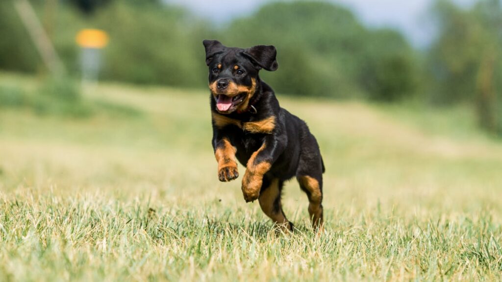 Rottweiler Puppy Running in a Field